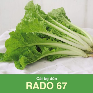 Hạt giống cải bẹ dún rado 67 gói 20g