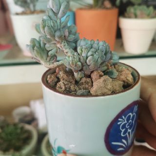 Sen đá cổ thụ mini (sỏi baby)