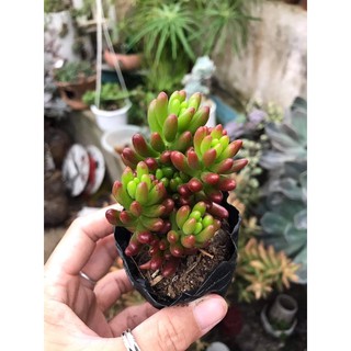 Sen đá size bầu