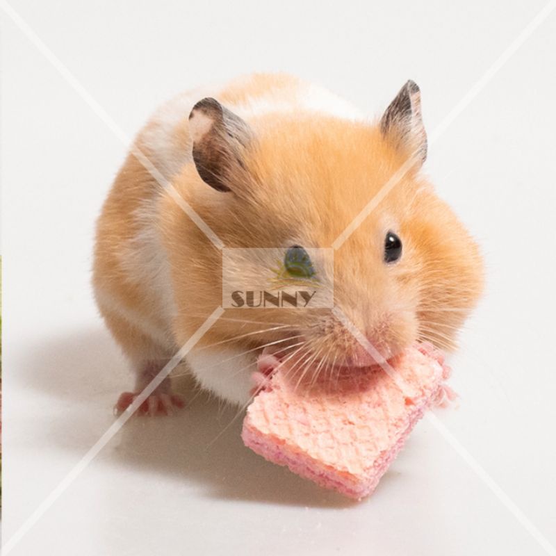 Bánh xốp sữa trái cây cho hamster, thỏ, sóc, bọ