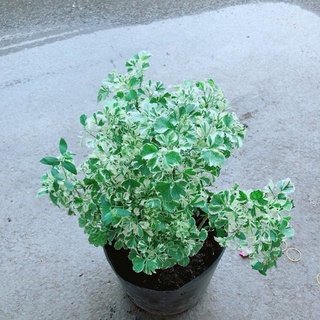 [Cây kiểng lá] Đinh Lăng Cẩm Thạch - Trang Flowers