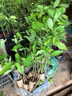 Cây giống na dai