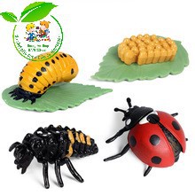 Mô hình vòng đời của bọ rùa - Ladybug life cycle