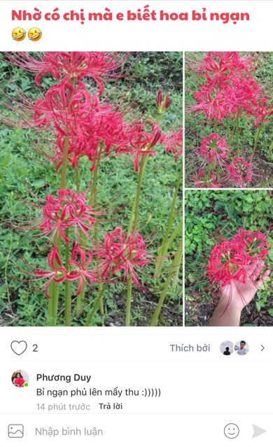 Củ bỉ ngạn đủ màu như hình - size hoa