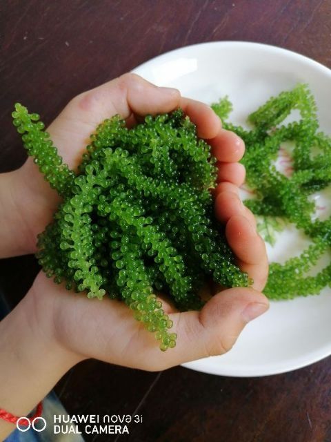 100gr rong nho tách nước Nha Trang(tặng kèm sốt mè rang)❤nở đều, xanh đẹp❤freeship