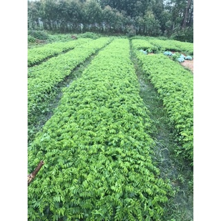 Combo 5 cây giống sưa đỏ .
