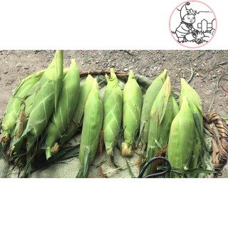 HẠT BẮP NẾP NÙ - GÓI 100 GRAM