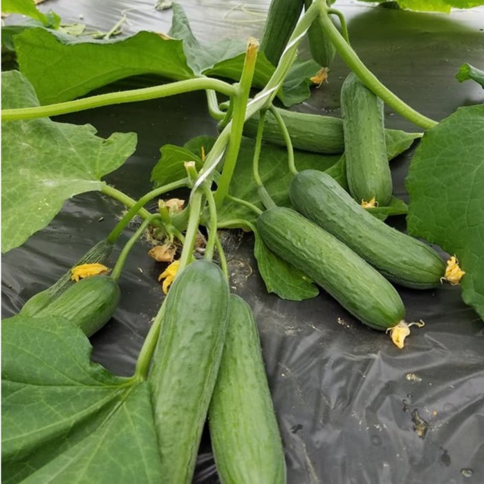 [Hạt Israel] - Hạt Giống Dưa Leo Tự Thụ Phấn Maya - Maya Cucumber Seeds - tỷ lệ nảy mầm 95% (gói 5 hạt)