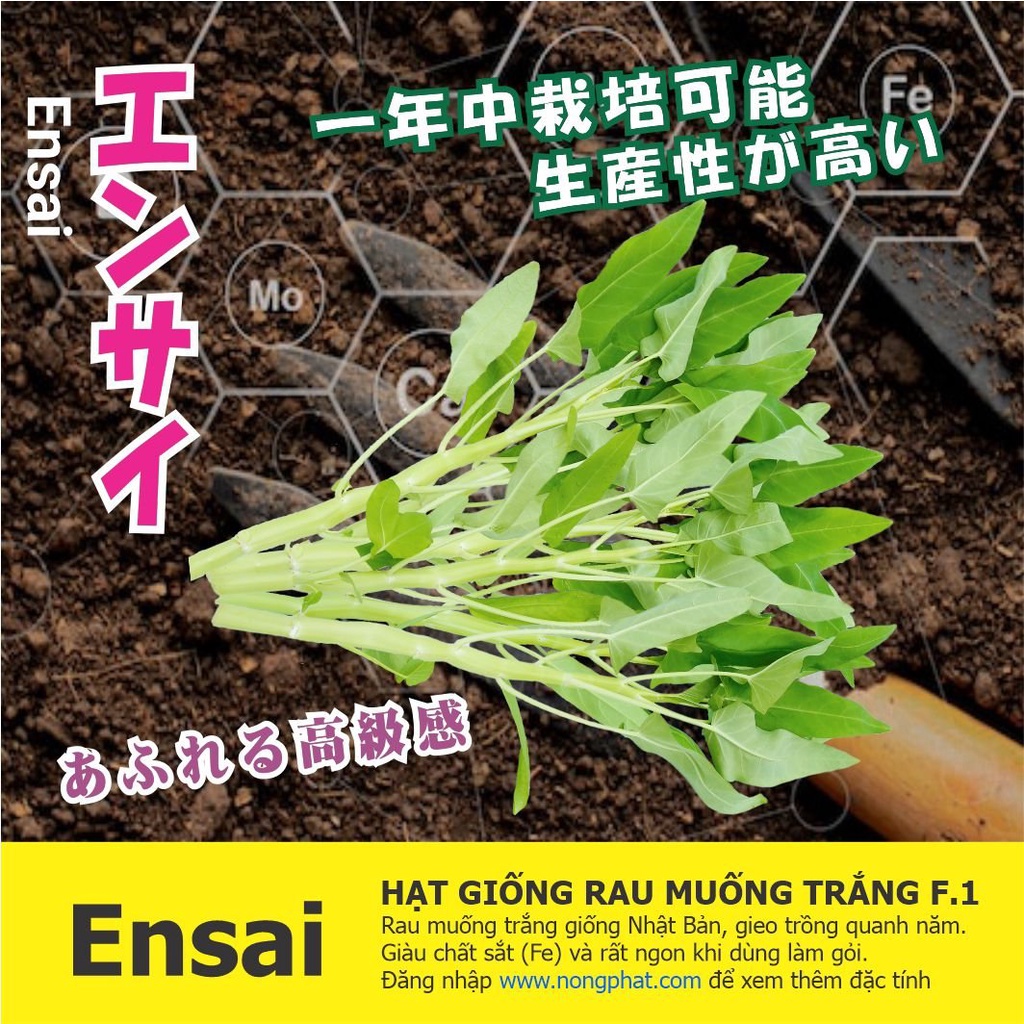 Hạt Giống Rau Muống Trắng ENSAI - Giống Nhập Khẩu F1