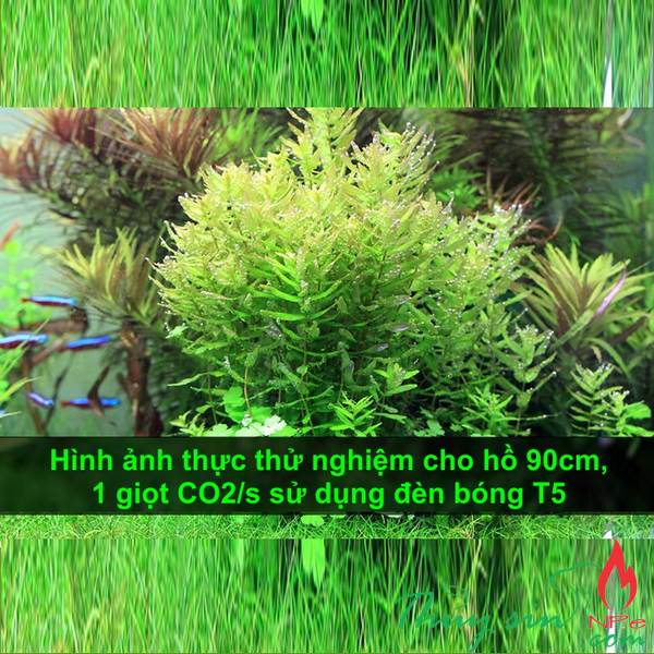 Bộ trộn CO2 QANVEE M1 | Bộ trộn CO2 QANVEE M2 | Bộ trộn CO2 ngoài | Trộn CO2 thủy sinh