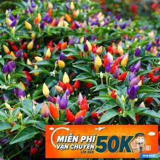 30 Hạt giống Ớt ngũ sắc (tặng gói kích nẩy mầm và hướng dẫn)