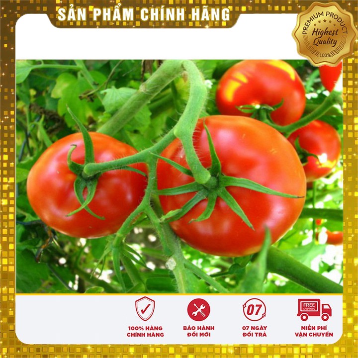 Hạt giống cà chua Aka quả to dễ trồng quanh năm - 0.2gr