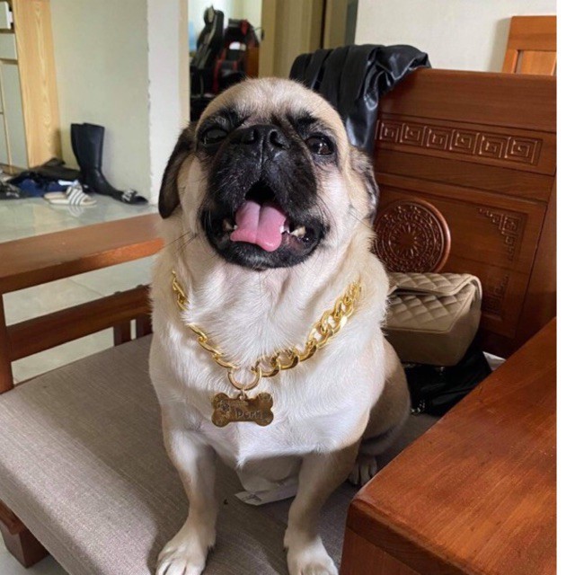 Dây chuyền Mạ Vàng Cho Thú Cưng, Vòng Cổ Thú Cưng Chưa Bao Gồm Thẻ Tên giahuypetshop