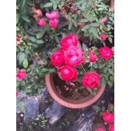 Cây hoa hồng nhỏ - runghoaqua.com - freeship Hà Nội - phong thủy hoa hồng