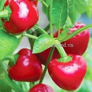 Ớt anh đào rẻ nhất 10 baht. 20 hạt giống ớt anh đào 🌱 dễ trồng 🌱 quả 🌱 rất cay