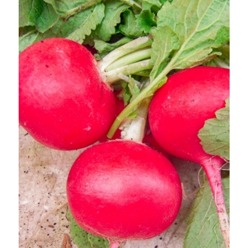 Phân trùn quế (đã qua xử lý) SFARM PB01 - bao 5kg
