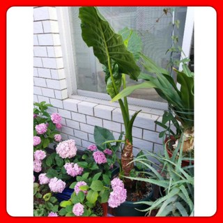 Củ Cây Ráy - Vườn Nhà ( Trồng Cảnh, Chữa bệnh )