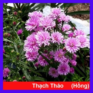 Cây Hoa Thạch Thảo - cây cảnh để bàn - caykiengsadec