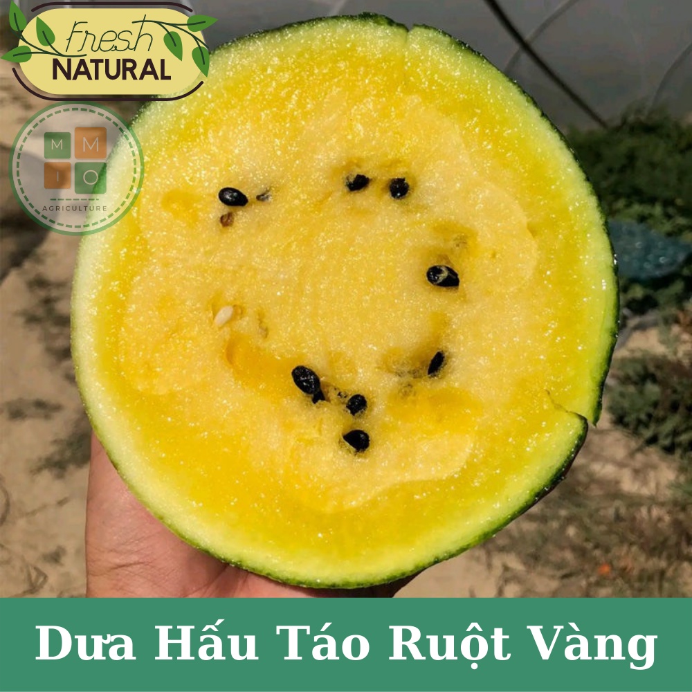 Hạt giống dưa hấu táo ruột vàng