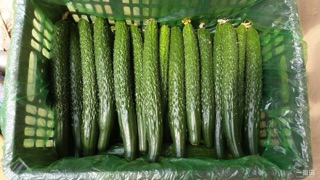 Hạt Giống Dưa Chuột Nhật- Dưa Kiếm