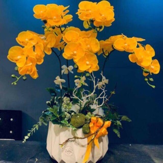 Cành lan hồ điệp 7bông