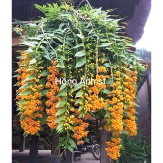 Lan phi điệp vàng - sai hoa, hoa màu vàng rực rỡ
