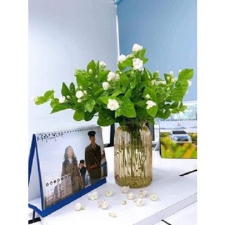 [HB Gift] Bình hoa thủy tinh Pantene (HÀNG TẶNG KHÔNG BÁN)