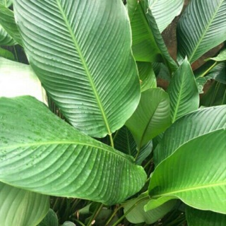 Lá dong tươi gói bánh, gói thực phẩm