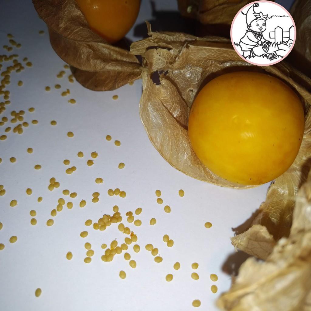 Hạt giống Tầm bóp - Thù Lù Nam Mỹ - GOLDEN BERRY - Gói 20 hạt