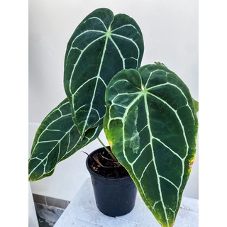 Cây Anthurium Crystallinum