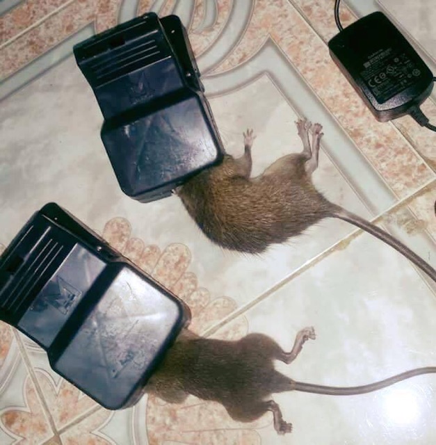 bẫy chuột kẹp nhựa  siêu nhạy