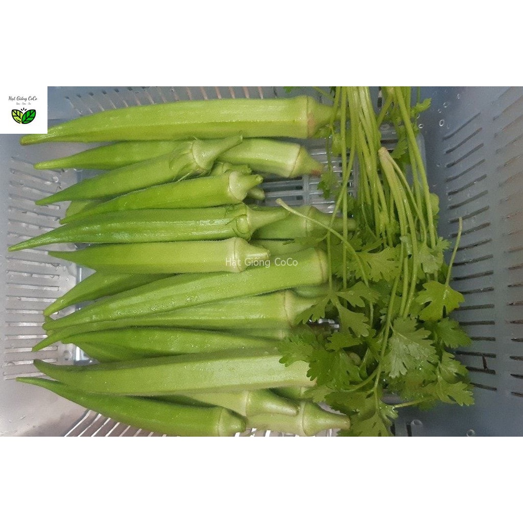 Hạt Giống Đậu Bắp Xanh Gói 20Gr, Nảy Mầm Tốt, Cây Khỏe, Nhiều Trái