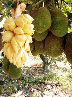 Cây giống mít Mã Lai siêu trái