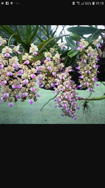 Combo 10 loại lan rừng giá siêu mềm cho ae yêu Lan