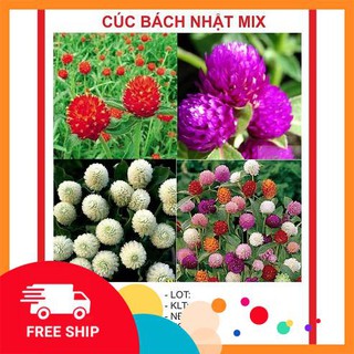 Gói 50 hạt giống cúc bách nhật mix màu