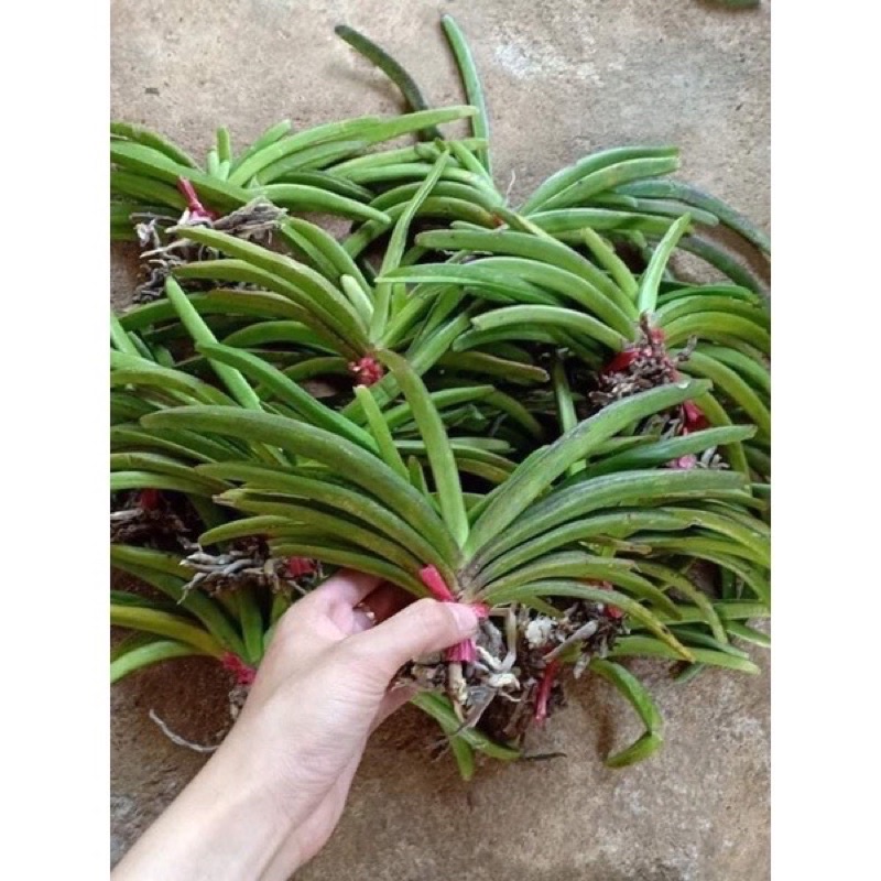 Lan đột biến đuôi  chồn