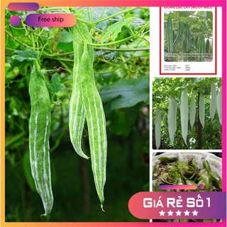 HẠT GIỐNG LẶC LÀY ( MƯỚP NHẬT BẢN ) LUCKY.VN