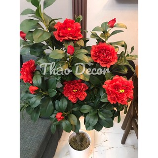Cây hoa mẫu đơn đỏ-1m2 ( ảnh thật kèm video)