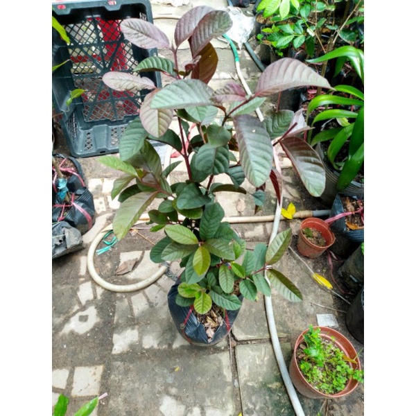 Cây ổi tím Malaysia