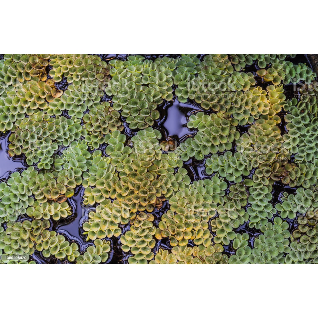 Bèo tai chuột - Salvinia cucullata