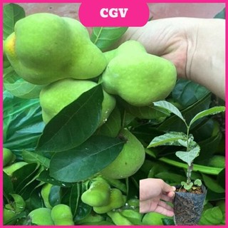 Cây giống chay , cây chay giống, cây chay ươm bầu ổn định không sợ chết