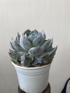 SEN ĐÁ HỒNG PHẤN 8-12CM