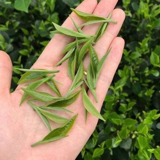 Trà Tân Cương thượng hạng