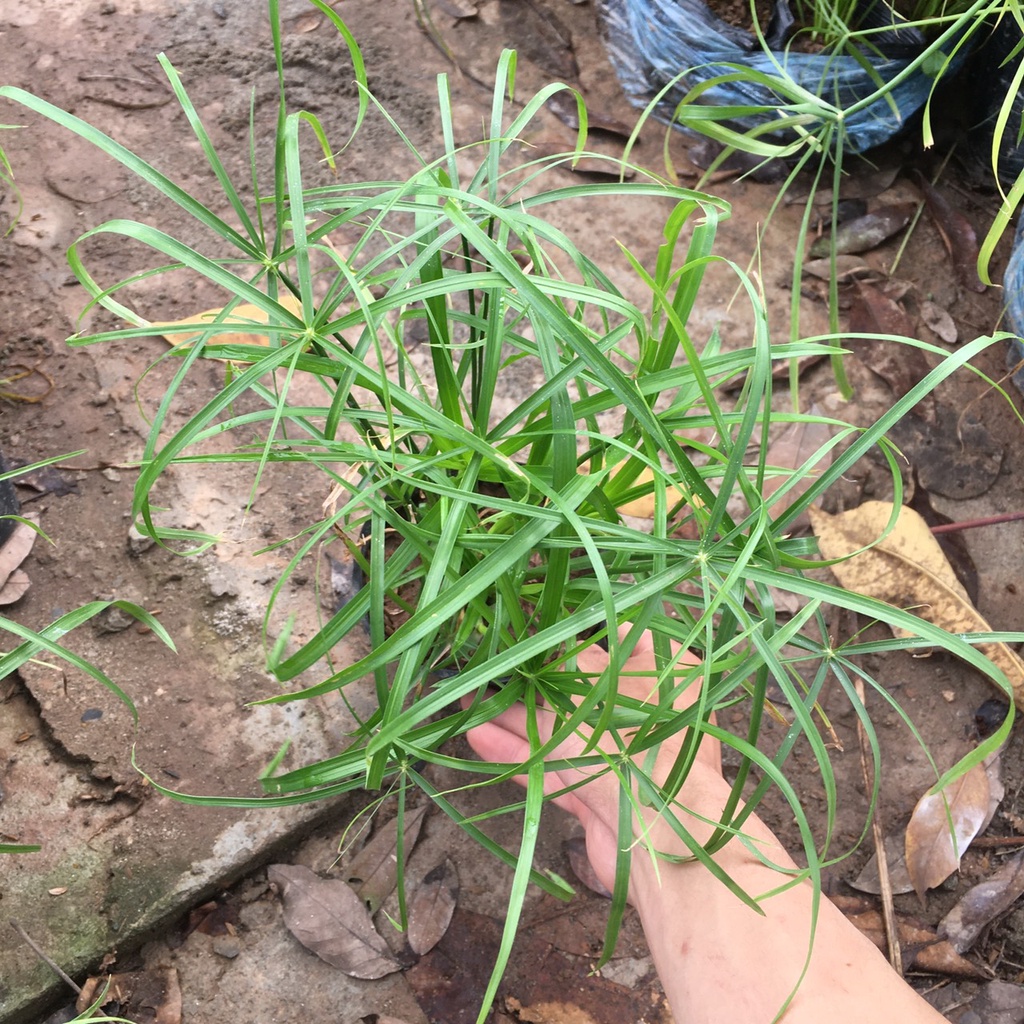 Cây THUỶ TRÚC Chiều Cao 25cm Thích Hợp Trang Trí Sân Vườn,Bể Thuỷ Sinh
