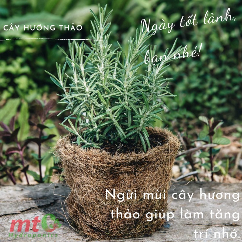 Cây Hương Thảo Rosemary - Gia vị thảo dược tốt cho sức khỏe