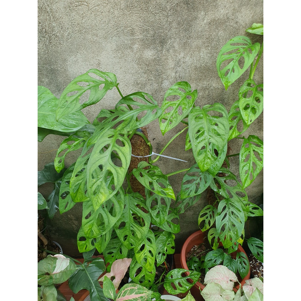 Cây Trầu bà lá lỗ, Monstera Adansonii - phù hợp để bàn trồng trong nhà, văn phòng, cửa hàng