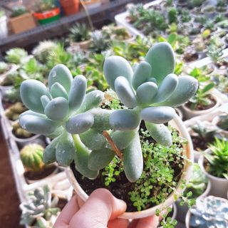 Combo sen sỏi và hoa hồng đen size trung