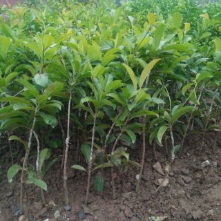 Hồng  xiêm  xoài