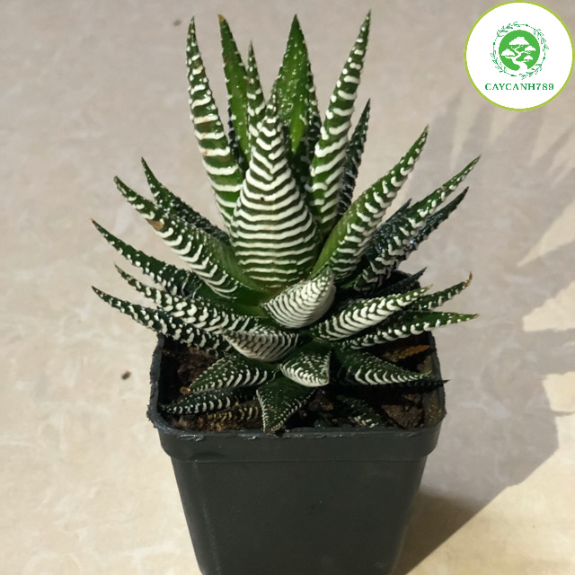 Cây sen đá móng rồng