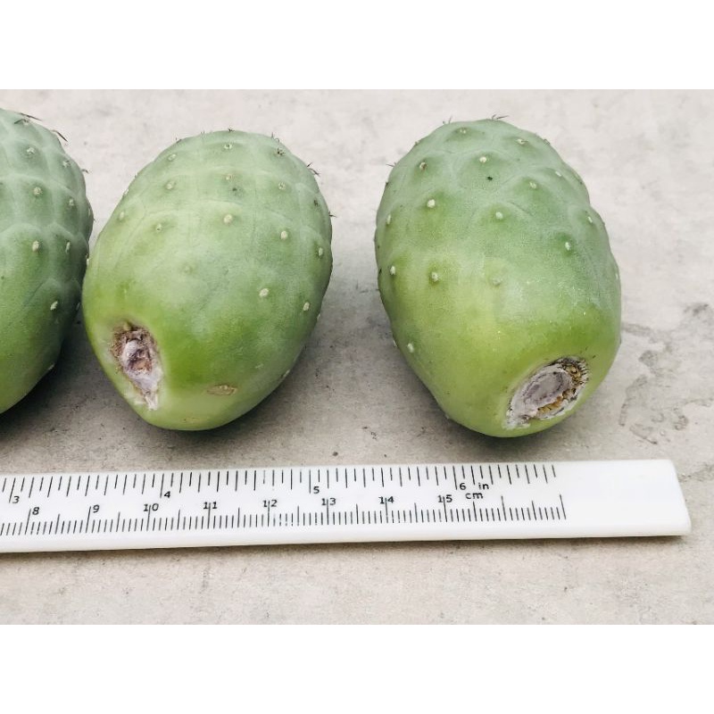 Xương rồng Tephrocactus Dragon Egg - Hàng hạt khoẻ - Hoa Trắng